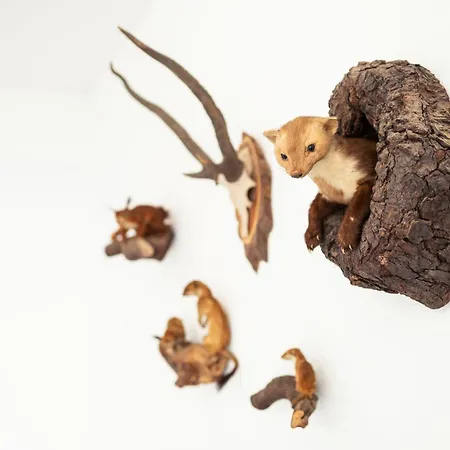 Daire Obertor Heuboden *